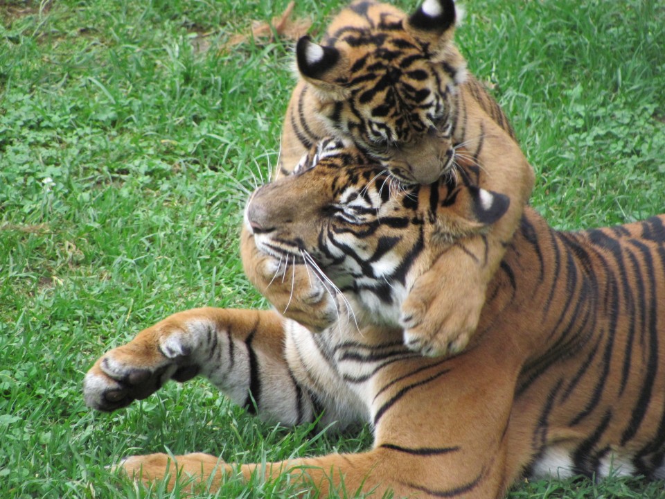 baby and mother tiger